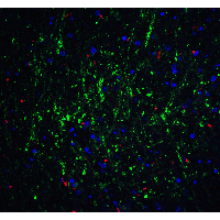 RPSA / Laminin Receptor Antibody - Immunofluorescence of RPSA in mouse brain tissue with RPSA Antibodyat 20 µg/mL.Green: RPSA antibody  Red: Phylloidin staining Blue: DAPI staining