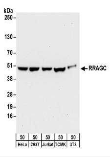 RRAGC / RAGC Antibody - Detection of Human and Mouse RRAGC by Western Blot. Samples: Whole cell lysate (50 ug) from HeLa, 293T, Jurkat, mouse TCMK-1, and mouse NIH3T3 cells. Antibodies: Affinity purified rabbit anti-RRAGC antibody used for WB at 0.4 ug/ml. Detection: Chemiluminescence with an exposure time of 30 seconds.