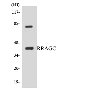 RRAGC / RAGC Antibody - Western blot analysis of the lysates from HepG2 cells using RRAGC antibody.