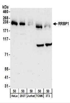 RRBP1 / hES Antibody - Detection of Human and Mouse RRBP1 by Western Blot. Samples: Whole cell lysate (50 ug) from HeLa, 293T, Jurkat, mouse TCMK-1, and mouse NIH3T3 cells. Antibodies: Affinity purified rabbit anti-RRBP1 antibody used for WB at 0.1 ug/ml. Detection: Chemiluminescence with an exposure time of 30 seconds.
