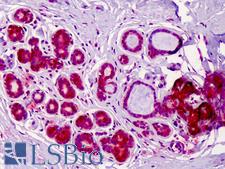 RREB1 Antibody - Anti-RREB1 antibody IHC of human breast. Immunohistochemistry of formalin-fixed, paraffin-embedded tissue after heat-induced antigen retrieval. Antibody dilution 1:100.
