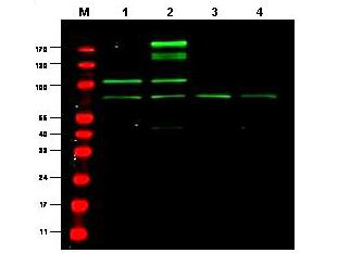 RREB1 Antibody - Anti-RREB1 Antibody - Western Blot. Western blot of Protein A Purified anti-RREB1 antibody shows detection of a predominant band believed to be RREB1 in various cell lysates (1 - HEK293, 2 - RFP-RREB transfected HEK293, 3 - M460 and 4 - T1165). All lysates were loaded at 20 ug per lane and separated by SDS-PAGE. After transfer to nitrocellulose, the membrane was probed with the primary antibody diluted to 1:1000. The membrane was washed and reacted with IRDye800 conjugated Gt-a-Rabbit IgG [H&L] MX (. IRDye800 fluorescence image was captured using the Odyssey Infrared Imaging System developed by LI-COR. IRDye is a trademark of LI-COR, Inc. Size estimation was made by comparison to prestained MW markers as indicated. Personal Communication, Shuling Zhang, CCR, NCI, Bethesda, MD.