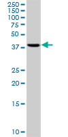 RRM2 Antibody - RRM2 monoclonal antibody clone 1E1. Western blot of RRM2 expression in HepG2.