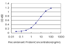 RTKN / Rhotekin Antibody - Detection limit for recombinant GST tagged RTKN is approximately 0.3 ng/ml as a capture antibody.
