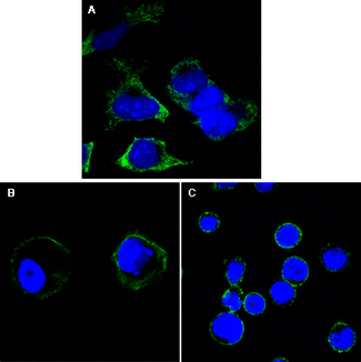 RTN3 / Reticulon 3 Antibody - Confocal immunofluorescence of HeLa (A), A431 (B) and THP-1 (C) cells using RTN3 mouse monoclonal antibody (green). Blue: DRAQ5 fluorescent DNA dye.