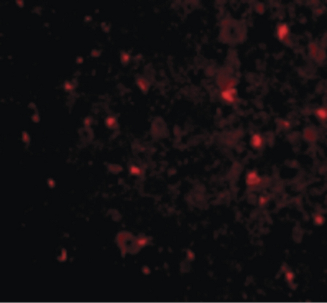 RTN4 / Nogo Antibody - Immunofluorescence of NogoA in Mouse Brain cells with NogoA antibody at 20 ug/ml.