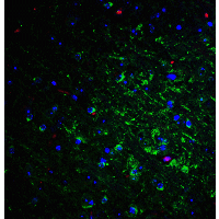 RTN4 / Nogo Antibody - Immunofluorescence of NogoA in mouse brain tissue with NogoA Antibodyat 20 µg/mL.Green: NogoA antibody  Red: Phylloidin staining Blue: DAPI staining