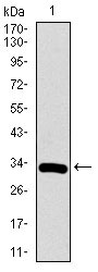 RUNX3 Antibody - Western blot using RUNX3 monoclonal antibody against human RUNX3 recombinant protein. (Expected MW is 33 kDa)