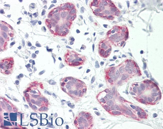 RXFP2 / LGR8 Antibody - Anti-RXFP2 / LGR8 antibody IHC staining of human breast. Immunohistochemistry of formalin-fixed, paraffin-embedded tissue after heat-induced antigen retrieval.