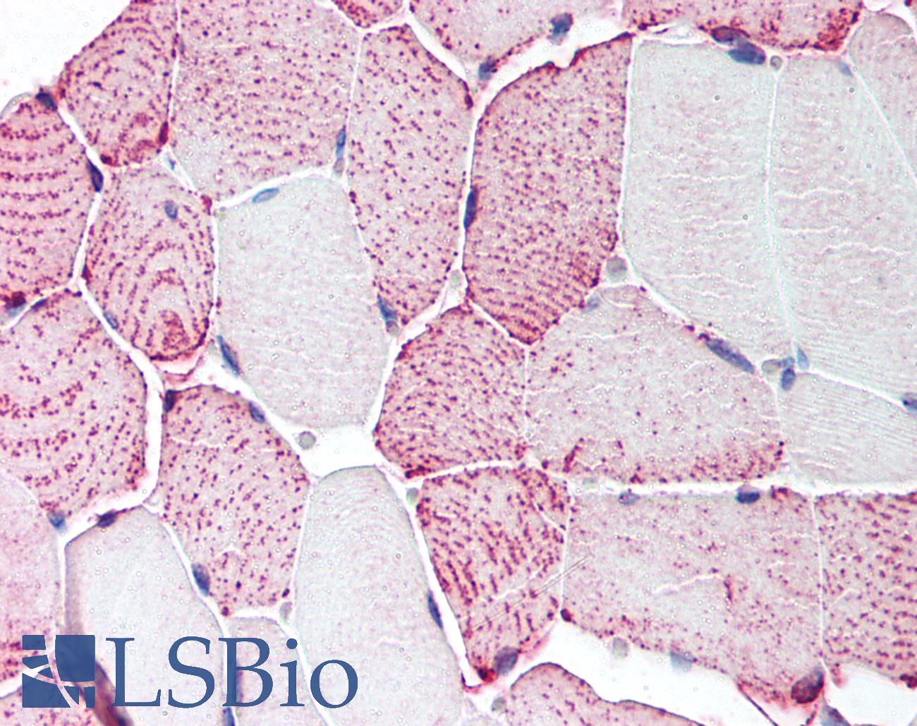 RXFP2 / LGR8 Antibody - Anti-RXFP2 antibody IHC of human skeletal muscle. Immunohistochemistry of formalin-fixed, paraffin-embedded tissue after heat-induced antigen retrieval.