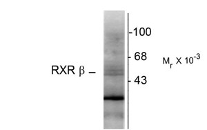 RXRB Antibody - Western blot of rat hippocampal lysate showing specific immunolabeling of the ~48k RXR-0 protein.