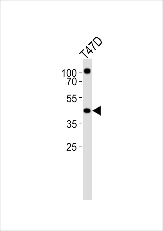 RXTA / RXR-Alpha Antibody - Western blot of lysate from T47D cell line, using RXRA Antibody. Antibody was diluted at 1:1000. A goat anti-rabbit IgG H&L (HRP) at 1:5000 dilution was used as the secondary antibody. Lysate at 35ug.