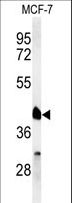 RXTA / RXR-Alpha Antibody - Western blot of RXRA Antibody in MCF-7 cell line lysates (35 ug/lane). RXRA (arrow) was detected using the purified antibody.