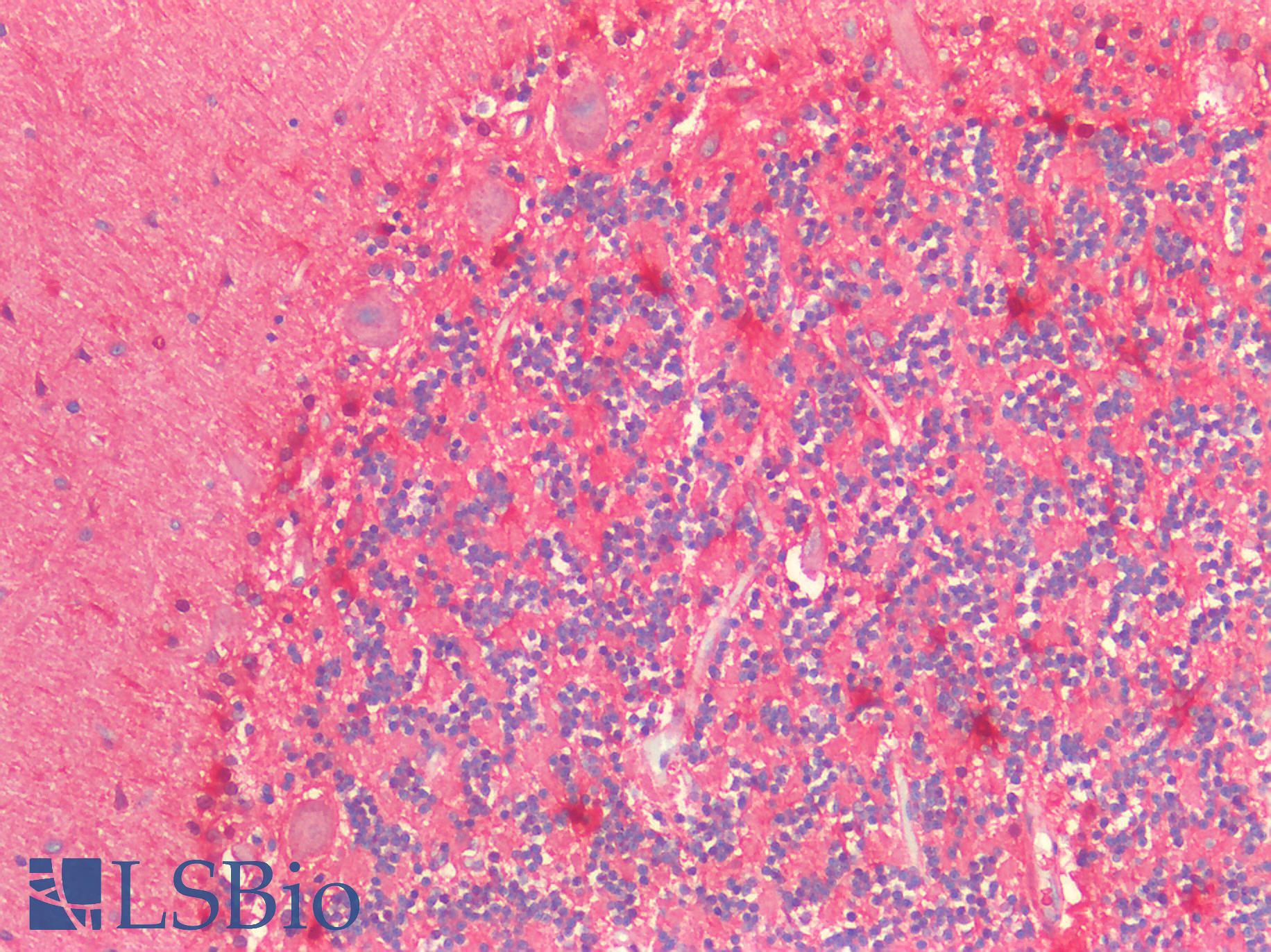 S100A1 / S100-A1 Antibody - Human Brain, Cerebellum: Formalin-Fixed, Paraffin-Embedded (FFPE)