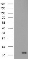 S100A12 Antibody - HEK293T cells were transfected with the pCMV6-ENTRY control (Left lane) or pCMV6-ENTRY S100A12 (Right lane) cDNA for 48 hrs and lysed. Equivalent amounts of cell lysates (5 ug per lane) were separated by SDS-PAGE and immunoblotted with anti-S100A12.