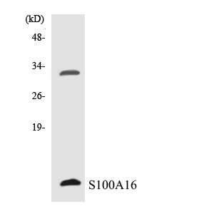 S100A16 Antibody - Western blot analysis of the lysates from RAW264.7cells using S100A16 antibody.