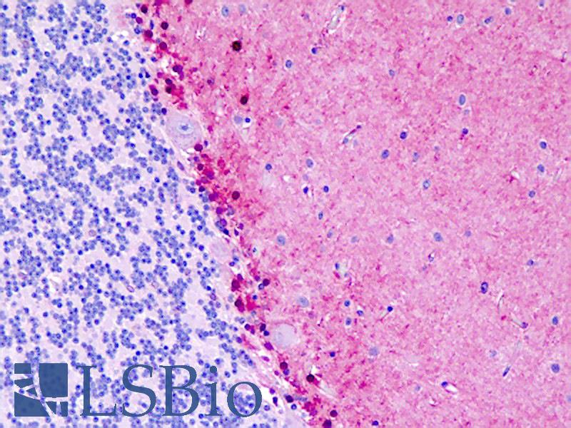 S100B / S100 Beta Antibody - Anti-S100B / S100 antibody IHC staining of human brain, cerebellum. Immunohistochemistry of formalin-fixed, paraffin-embedded tissue after heat-induced antigen retrieval.