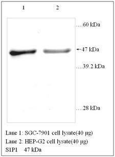 S1PR1 / EDG1 / S1P1 Antibody