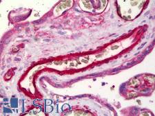 S1PR1 / EDG1 / S1P1 Antibody - Anti-S1PR1 / EDG1 antibody IHC of human placenta, endothelium. Immunohistochemistry of formalin-fixed, paraffin-embedded tissue after heat-induced antigen retrieval. Antibody concentration 2.5 ug/ml.