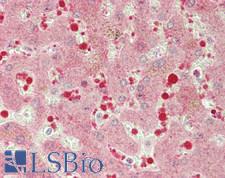 S1PR4 / SIP4 / EDG6 Antibody - Human Liver: Formalin-Fixed, Paraffin-Embedded (FFPE)