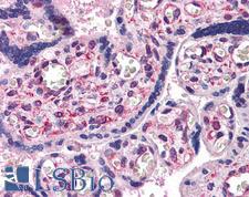 SAE1 Antibody - Anti-SAE1 antibody IHC of human placenta. Immunohistochemistry of formalin-fixed, paraffin-embedded tissue after heat-induced antigen retrieval. Antibody concentration 3 ug/ml.