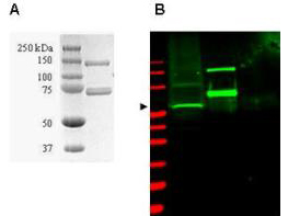 SAE1 Antibody - Anti-SUMO Activating Enzyme (SAE1) Antibody - SDS-PAGE/Western Blot. Coomassie-stained SDS-PAGE of GST-SAE1 recombinant protein (Panel A) and western blotting (Panel B) of HeLa WC lysate (lane 1) and purified recombinant GST-SAE1 (lane 2) are presented to show specificity of purified anti-SUMO Activating Enzyme (SAE1) antibody. The recombinant protein (with tag) ~60 kD band present in 35 ug lysate (green, 800 nm channel) is indicated by the arrowhead. Lane 2 contains 50 ng of purified recombinant GST-SAE1 and lane 3 contains 300 ng of purified GST. Proteins were separated on a 4-20% Tris-Glycine gel by SDS-PAGE and transferred onto nitrocellulose. After blocking the membrane was probed with the primary antibody diluted to 1:2000. Incubation was overnight at 4° C followed by washes and reaction with a 1:10000 dilution of IRDye800 conjugated Gt-a-Rabbit IgG [H&L] MXHu ( for 45 min at room temperature. Molecular weight markers are shown for both the Coomassie-stained gel and the western blot (lane M, red, 700 nm channel). IRDye800 fluorescence image was captured using the Odyssey Infrared Imaging System developed by LI-COR. IRDye is a trademark of LI-COR, Inc. Other detection systems will yield similar results. SDS-PAGE image courtesy of Proteome Resources, Englewood, CO.
