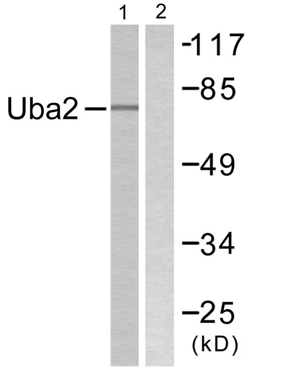 SAE2 / UBA2 Antibody - Western blot analysis of lysates from 293 cells, treated with UV 5', using Uba2 Antibody. The lane on the right is blocked with the synthesized peptide.