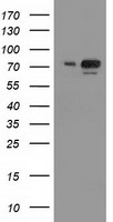 SAE2 / UBA2 Antibody - HEK293T cells were transfected with the pCMV6-ENTRY control (Left lane) or pCMV6-ENTRY UBA2 (Right lane) cDNA for 48 hrs and lysed. Equivalent amounts of cell lysates (5 ug per lane) were separated by SDS-PAGE and immunoblotted with anti-UBA2.