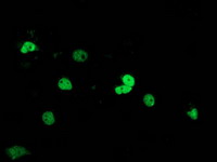 SAE2 / UBA2 Antibody - Anti-UBA2 mouse monoclonal antibody immunofluorescent staining of COS7 cells transiently transfected by pCMV6-ENTRY UBA2.