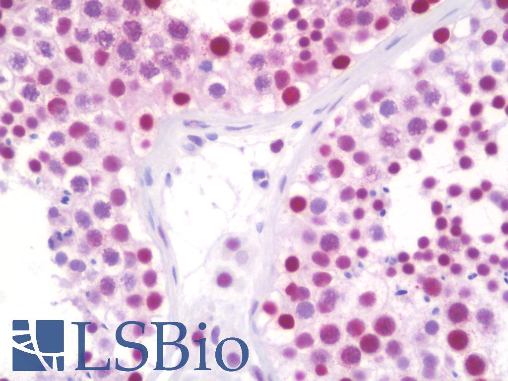 SAE2 / UBA2 Antibody - Anti-SAE2 / UBA2 antibody IHC staining of human testis. Immunohistochemistry of formalin-fixed, paraffin-embedded tissue after heat-induced antigen retrieval. Antibody dilution 1:50.