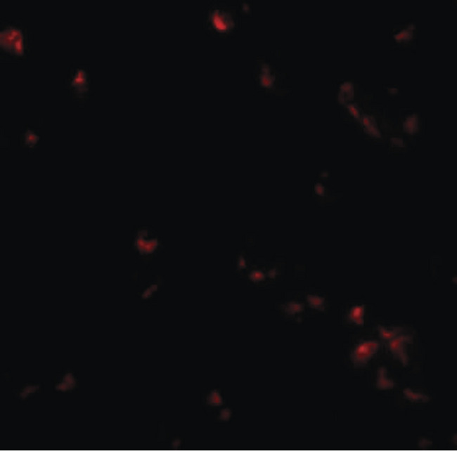 SAE2 / UBA2 Antibody - Immunofluorescence of SAE2 in 293 cells with SAE2 antibody at 20 ug/ml.