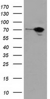 SAMHD1 Antibody - HEK293T cells were transfected with the pCMV6-ENTRY control (Left lane) or pCMV6-ENTRY SAMHD1 (Right lane) cDNA for 48 hrs and lysed. Equivalent amounts of cell lysates (5 ug per lane) were separated by SDS-PAGE and immunoblotted with anti-SAMHD1.