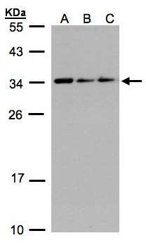 SARNP / Hcc-1 / CIP29 Antibody - Sample (30 ug whole cell lysate). A:293T, B: A431, C: H1299. 12% SDS PAGE. SARNP / Hcc-1 / CIP29 antibody diluted at 1:1000
