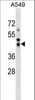 SAV1 / WW45 Antibody - SAV1 Antibody western blot of A549 cell line lysates (35 ug/lane). The SAV1 antibody detected the SAV1 protein (arrow).