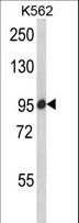 SCAP Antibody - Western blot analysis of Anti-SCAP antibody (LS-B9086; 35 µg per lane). Lane 1: K562 whole cell lysate. Antibody produced band at ~95 kDa