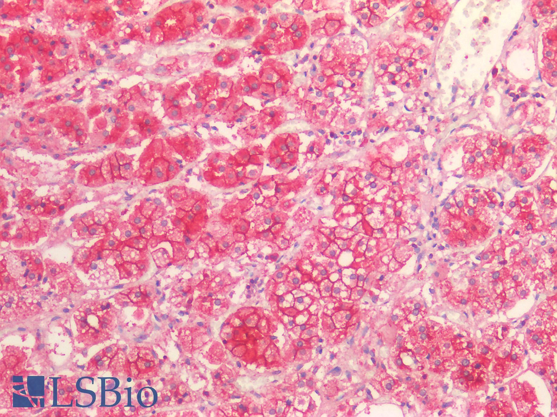 SCARB1 / SR-BI Antibody - Human Adrenal: Formalin-Fixed, Paraffin-Embedded (FFPE)