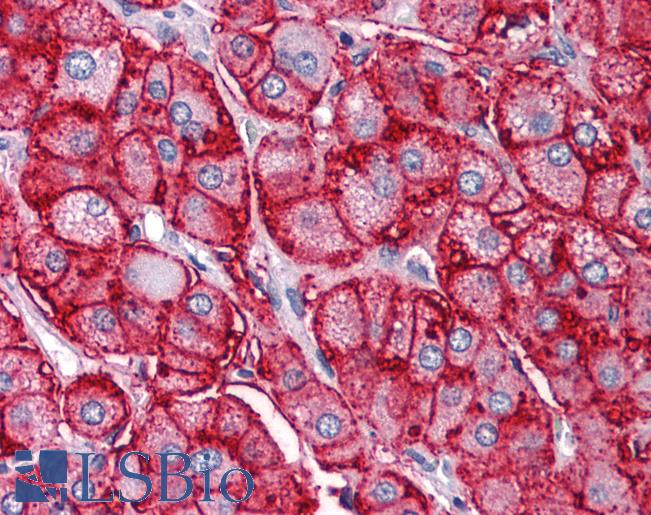 SCARB1 / SR-BI Antibody - Anti-SR-BI antibody IHC of human adrenal. Immunohistochemistry of formalin-fixed, paraffin-embedded tissue after heat-induced antigen retrieval. Antibody concentration 5 ug/ml.  This image was taken for the unconjugated form of this product. Other forms have not been tested.