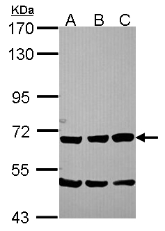 SCG2 / Secretogranin II Antibody - Sample (30 ug of whole cell lysate). A: NT2D1, B: IMR32, C: U87-MG. 7.5% SDS PAGE. Secretogranin II antibody diluted at 1:1000.