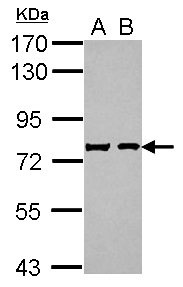 SCG2 / Secretogranin II Antibody - Sample (30 ug of whole cell lysate) A: IMR32 B: U87-MG 7.5% SDS PAGE SCG2 / Chromogranin C antibody diluted at 1:1000