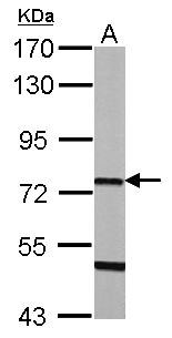 SCG2 / Secretogranin II Antibody - Sample (50 ug of whole cell lysate) A: Mouse brain 7.5% SDS PAGE SCG2 / Chromogranin C antibody diluted at 1:1000