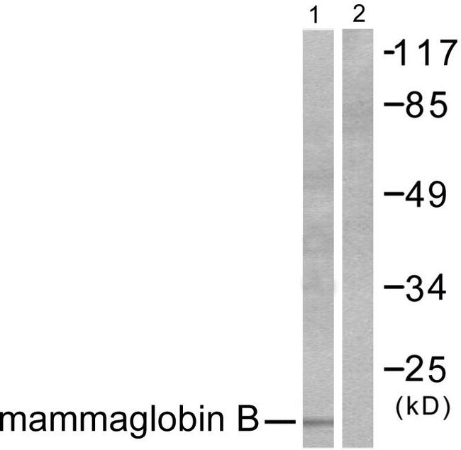 SCGB2A1 / Mammaglobin B Antibody - Western blot analysis of lysates from HepG2 cells, using Mammaglobin B Antibody. The lane on the right is blocked with the synthesized peptide.