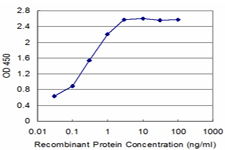 SCML1 Antibody - Detection limit for recombinant GST tagged SCML1 is approximately 0.03 ng/ml as a capture antibody.