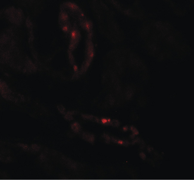 SCUBE3 Antibody - Immunofluorescence of SCUBE3 in human kidney tissue with SCUBE3 antibody at 20 ug/ml.