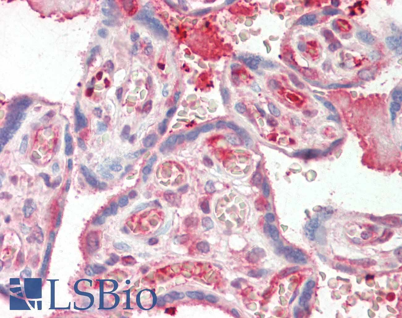 SDC1 / Syndecan 1 / CD138 Antibody - Anti-SDC1 / Syndecan 1 / CD138 antibody IHC staining of human placenta. Immunohistochemistry of formalin-fixed, paraffin-embedded tissue after heat-induced antigen retrieval. Antibody dilution 1:50.