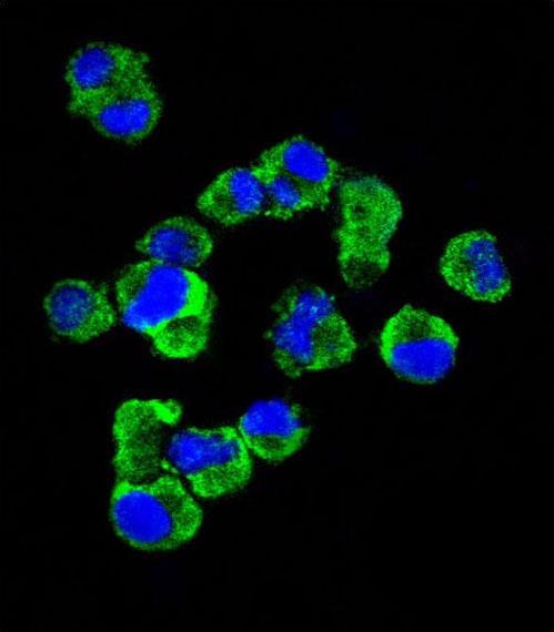 SDC1 / Syndecan 1 / CD138 Antibody - Confocal immunofluorescence of CD138 Antibody (Ascites) with U266 cell followed by Alexa Fluor 488-conjugated goat anti-rabbit lgG (green). DAPI was used to stain the cell nuclear (blue).