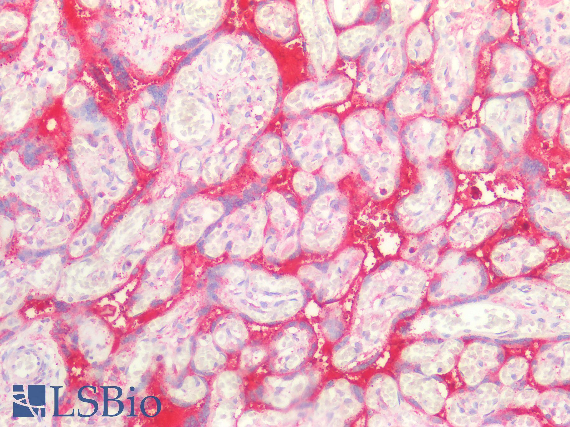 SDC1 / Syndecan 1 / CD138 Antibody - Human Placenta: Formalin-Fixed, Paraffin-Embedded (FFPE)