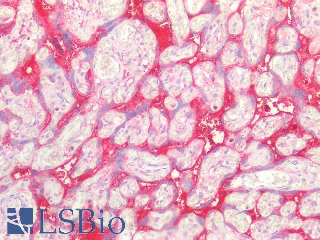 SDC1 / Syndecan 1 / CD138 Antibody - Human Placenta: Formalin-Fixed, Paraffin-Embedded (FFPE)