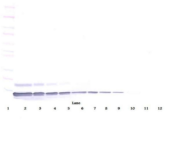 SDF1 / CXCL12 Antibody - Western Blot (non-reducing) of SDF-1 / CXCL12 antibody