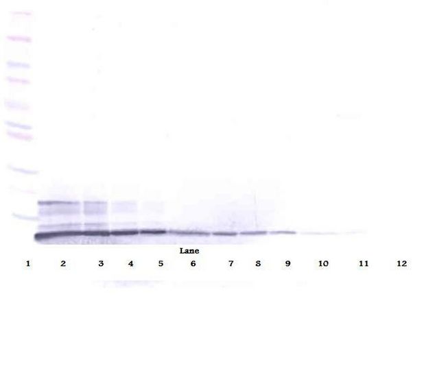 SDF1 / CXCL12 Antibody - Western Blot (reducing) of SDF-1 / CXCL12 antibody