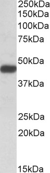 SDF4 Antibody - SDF4 antibody (0.1µg/ml) staining of Jurkat lysate (35µg protein in RIPA buffer). Detected by chemiluminescence.